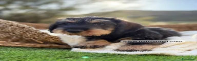 Teckel Miniatura Cachorro 3