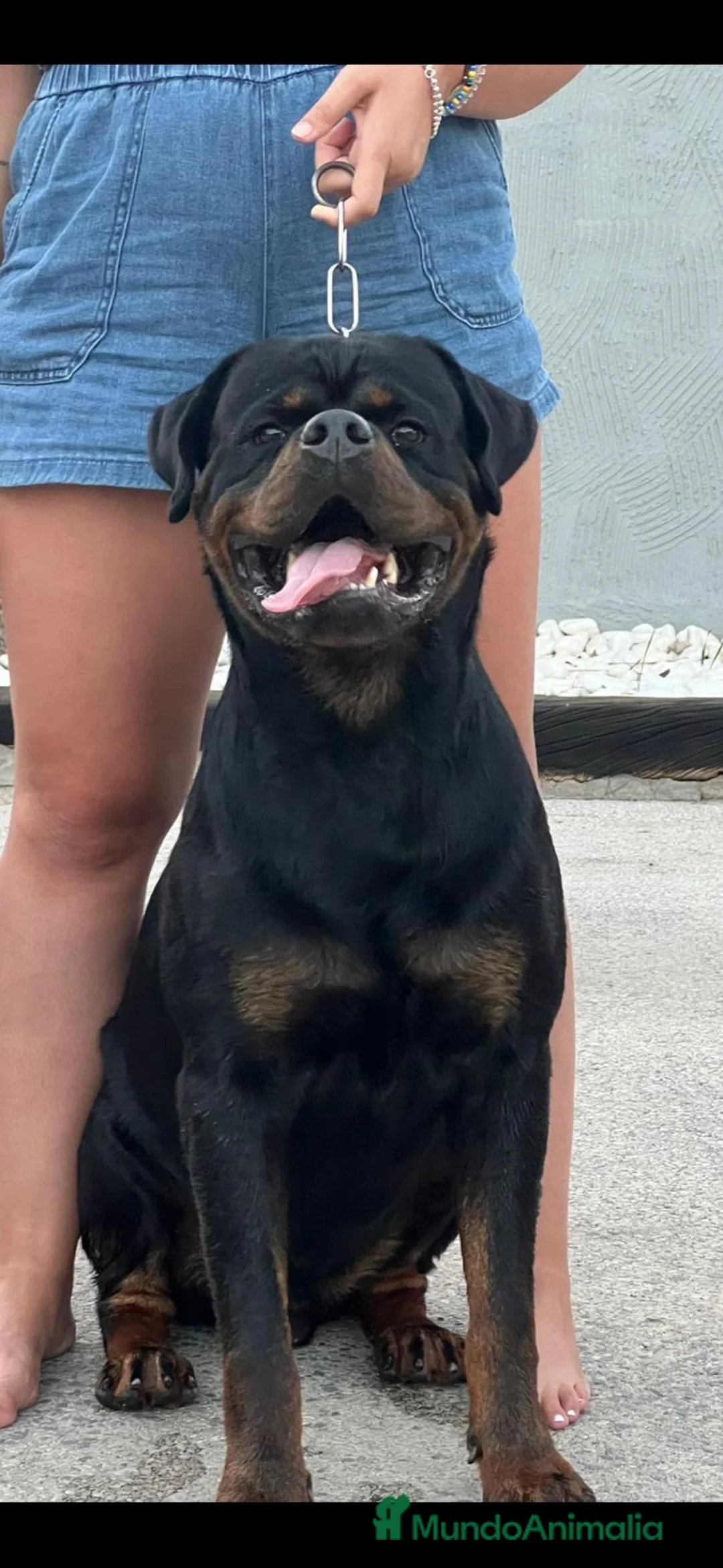 Rottweiler perros en venta: Macho de Rotweiler adulto - Anuncio 4
