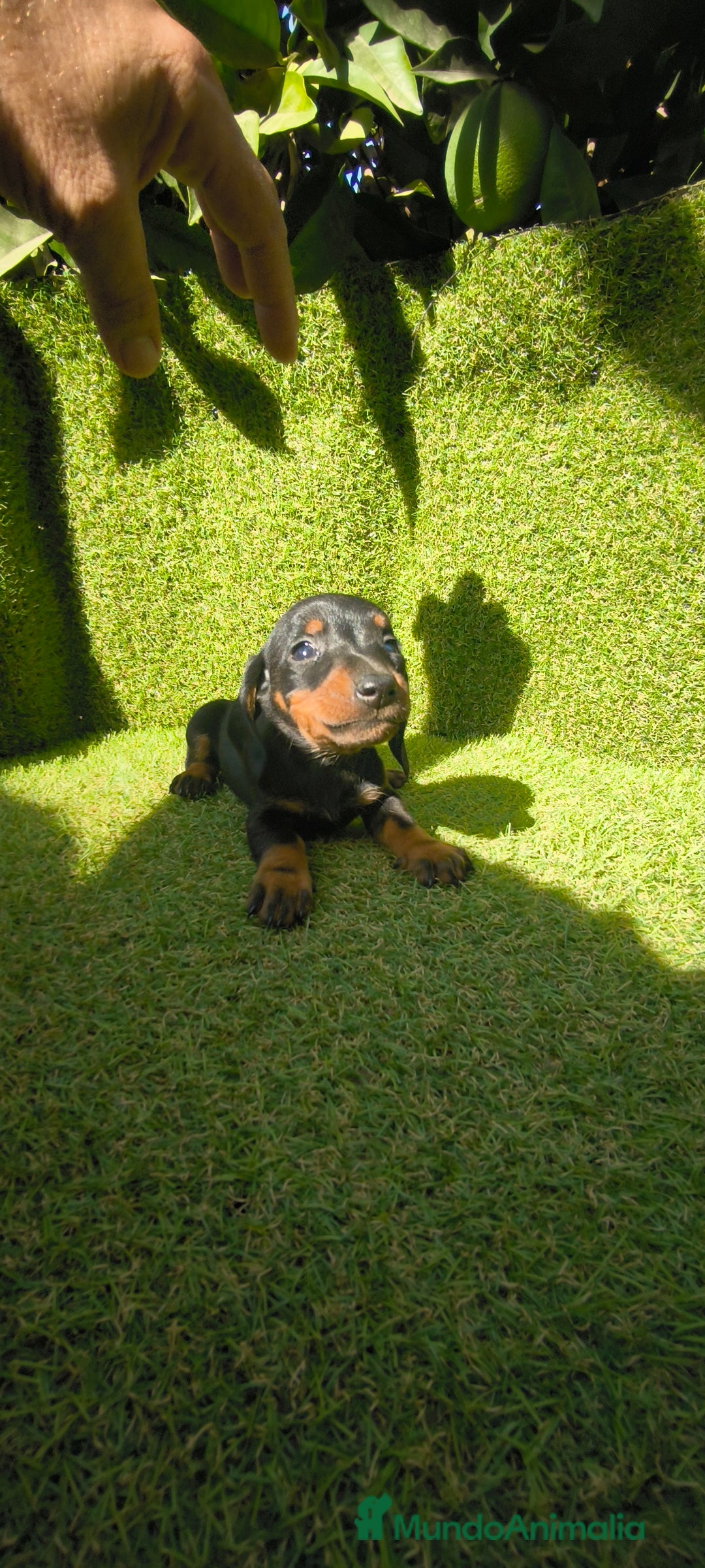 Teckel Miniatura perros en venta: camada teckel canichen muy pequeños  - Imagen 36