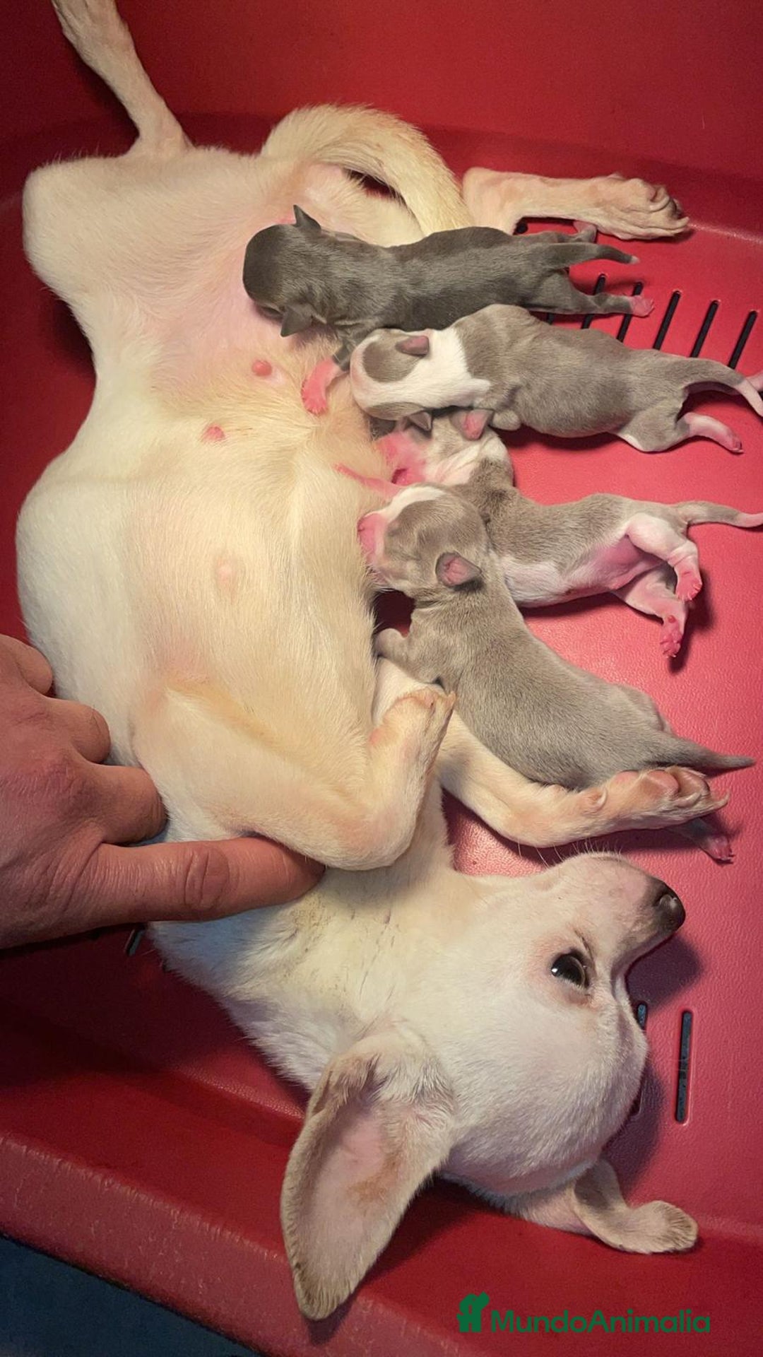 Chihuahua perros en venta: Chihuahuas Toy machos disponibles isabela y Blue  - Anuncio 1