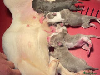 Chihuahua perros Chihuahuas Toy machos disponibles isabela y Blue - Anuncio 2