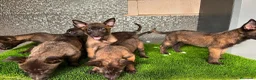 Pastor Belga Malinois perros en venta: Disponible Pastores belga Malinois  - Anuncio 6