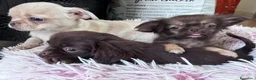 Chihuahua perros en venta: Chihuahuas de seleción linea rusa - Anuncio 3