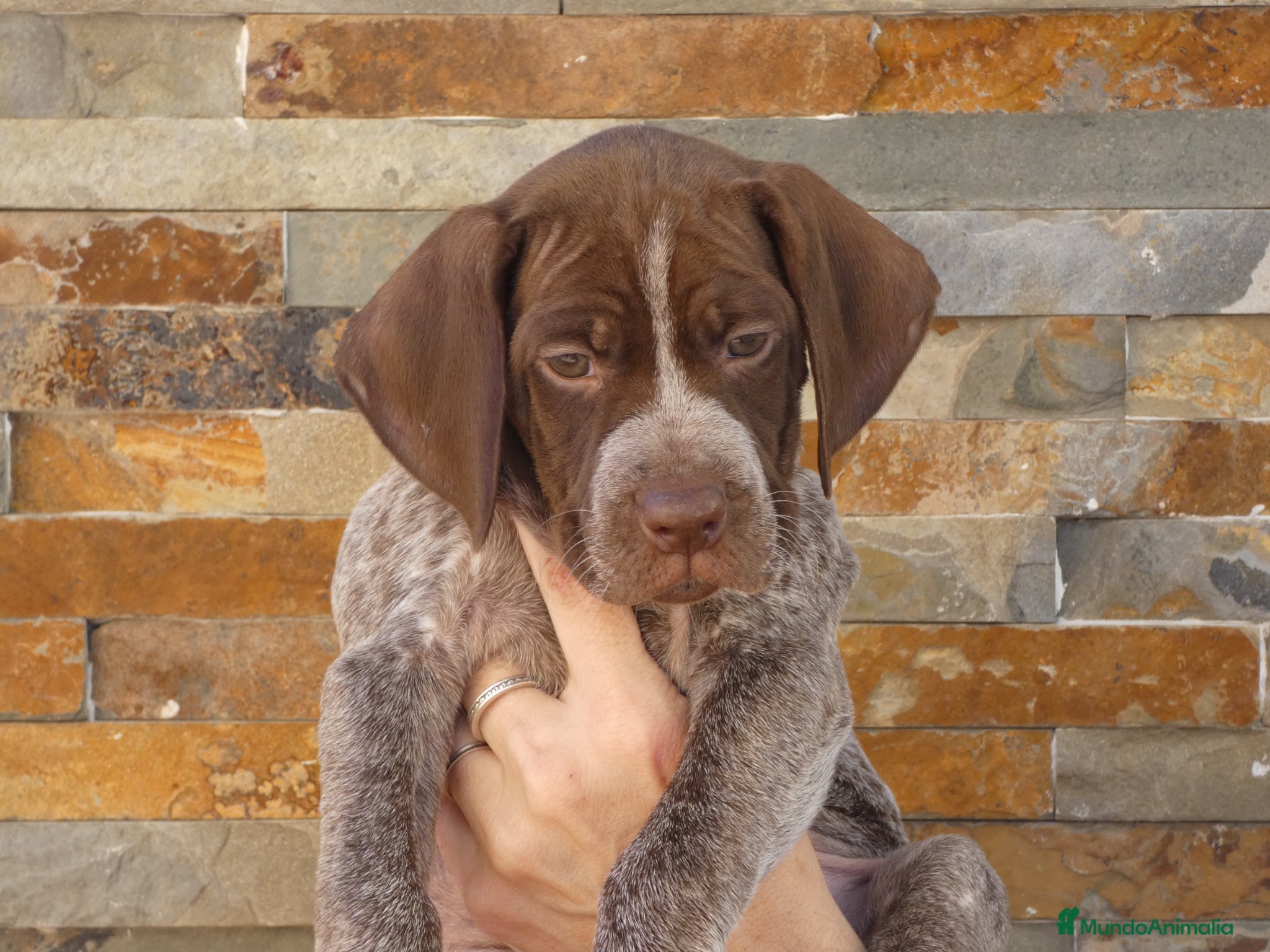 Braco Francés tipo Pirineos Talla Pequeña perros CACHORRA DE BRACO FRANCÉS DISPONIBLE - Anuncio 1