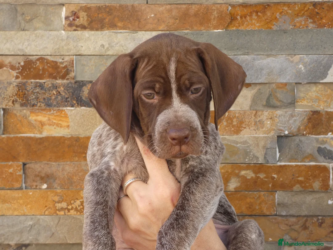 Braco Francés tipo Pirineos Talla Pequeña perros en venta: CACHORRA DE BRACO FRANCÉS DISPONIBLE - Anuncio 1