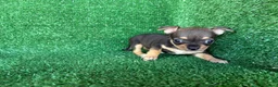 Chihuahua perros en venta: chihuahua - Anuncio 13