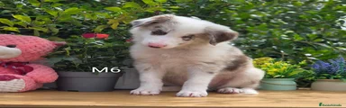Border Collie 3