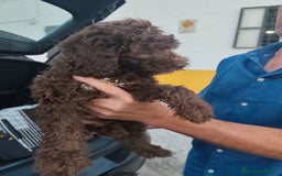 Perro de Agua Español perros en venta: Chocolate y rabon de nacimiento  - Imagen 3