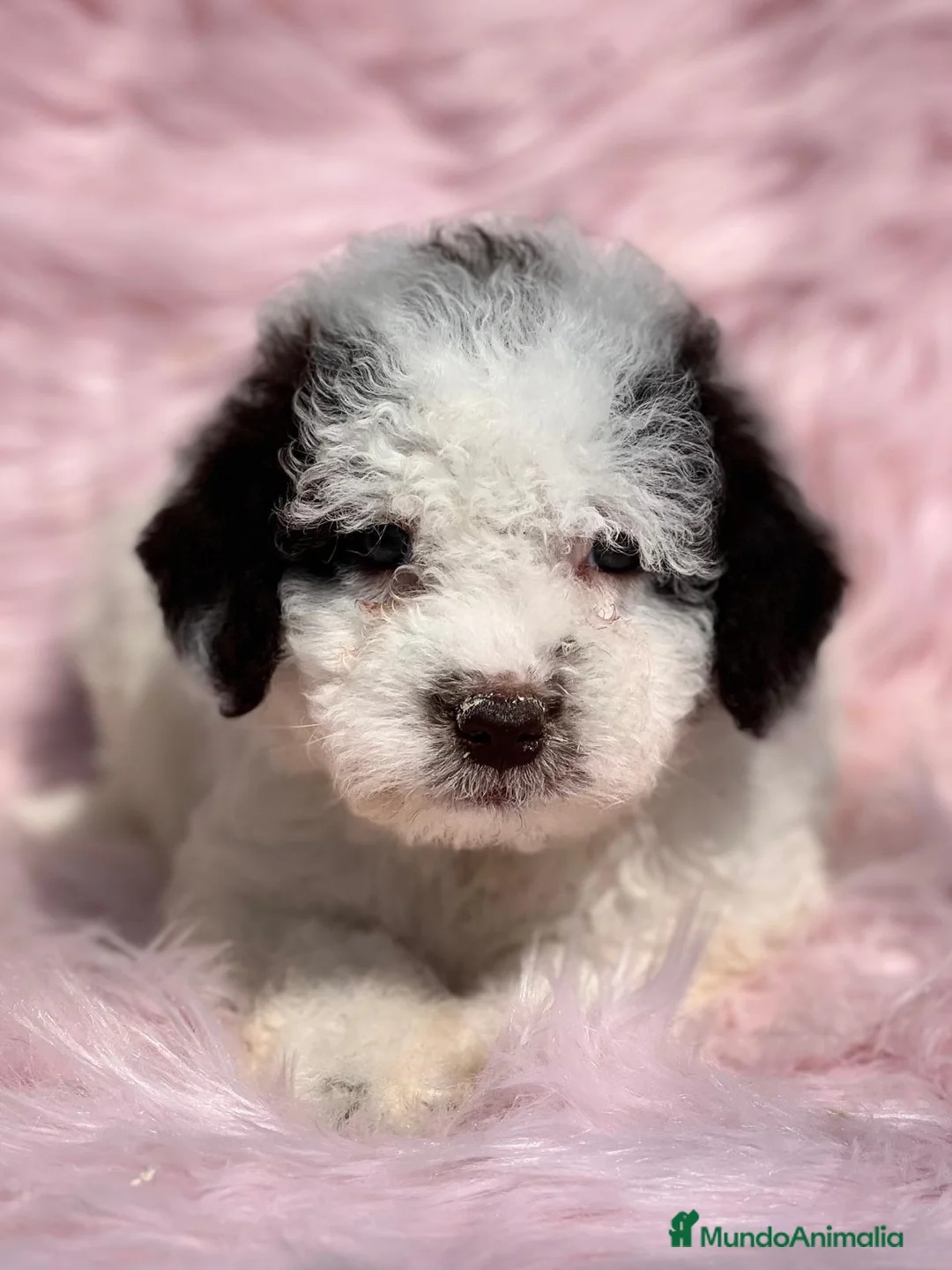 Perro de Agua Español perros en venta: PERRO DE AGUAL ARLEQUÍN DISPONIBLES en Barcelona - Anuncio 3