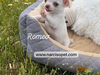 Chihuahua perros en Ciudad Real - Anuncio 27