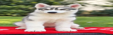 Husky Siberiano 2