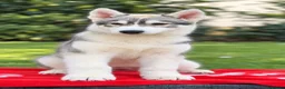 Husky Siberiano perros en venta: Precioso cachorro de husky siberiano - Anuncio 2