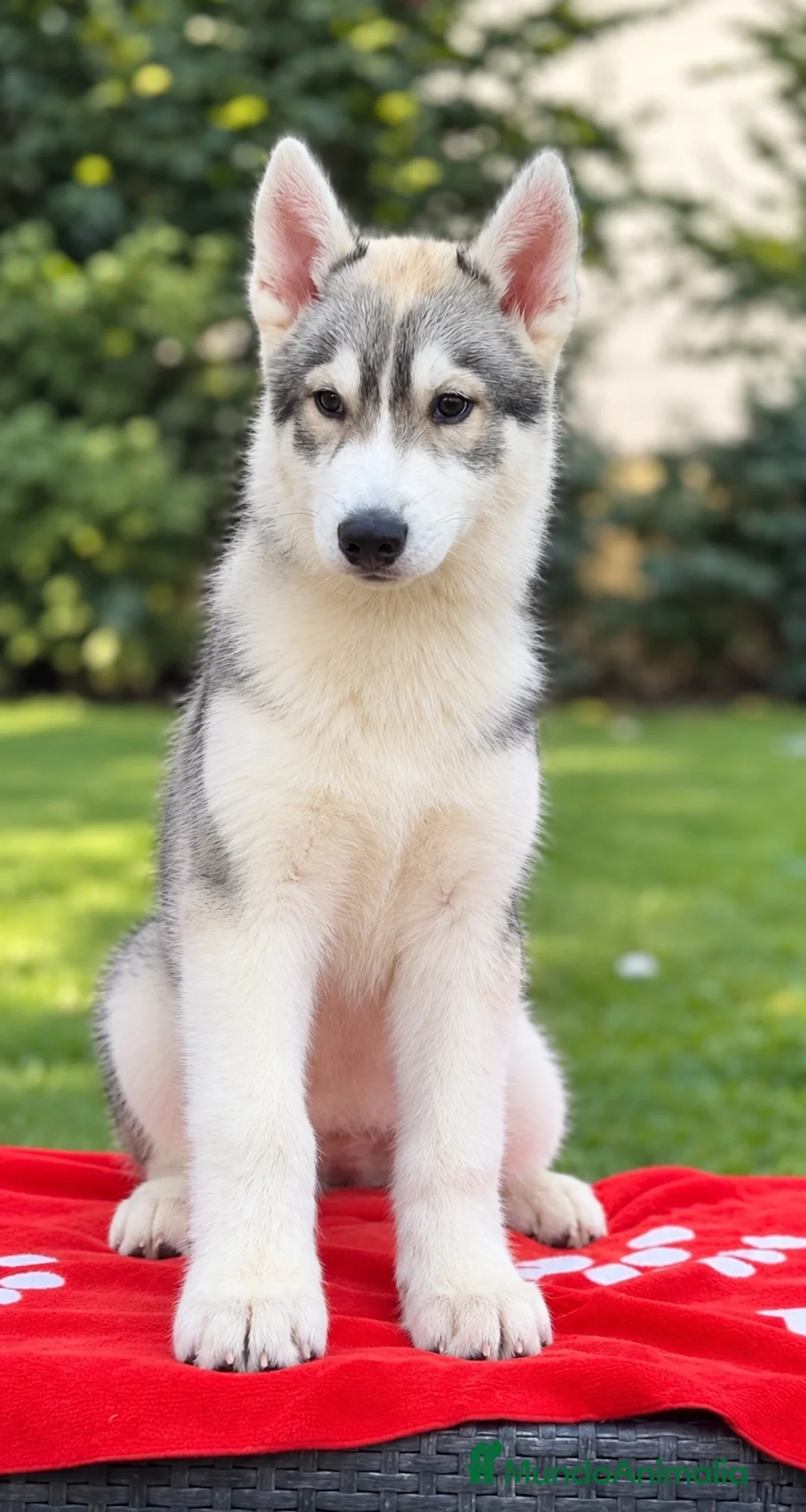 Husky Siberiano perros en venta: Precioso cachorro de husky siberiano - Anuncio 2