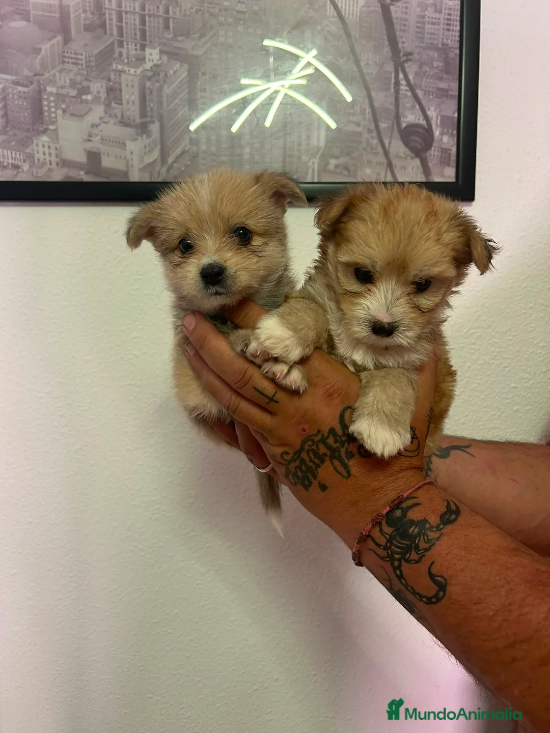 Raza Mixta perros en venta: Pomerania x Yorkshire  - Anuncio 5