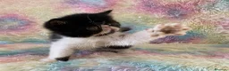 Exótico de Pelo Corto gatos en venta: Exótico short hair - Anuncio 4