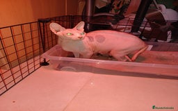 Sphynx gatos en venta: Gato esfinge  - Imagen 1