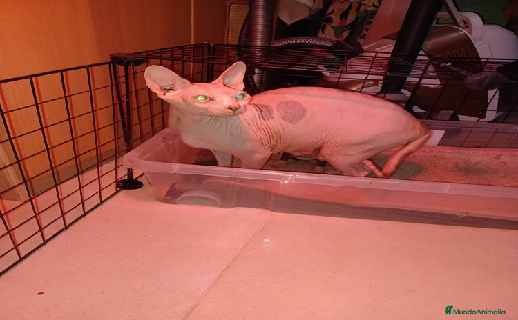 Sphynx gatos - Anuncio 1