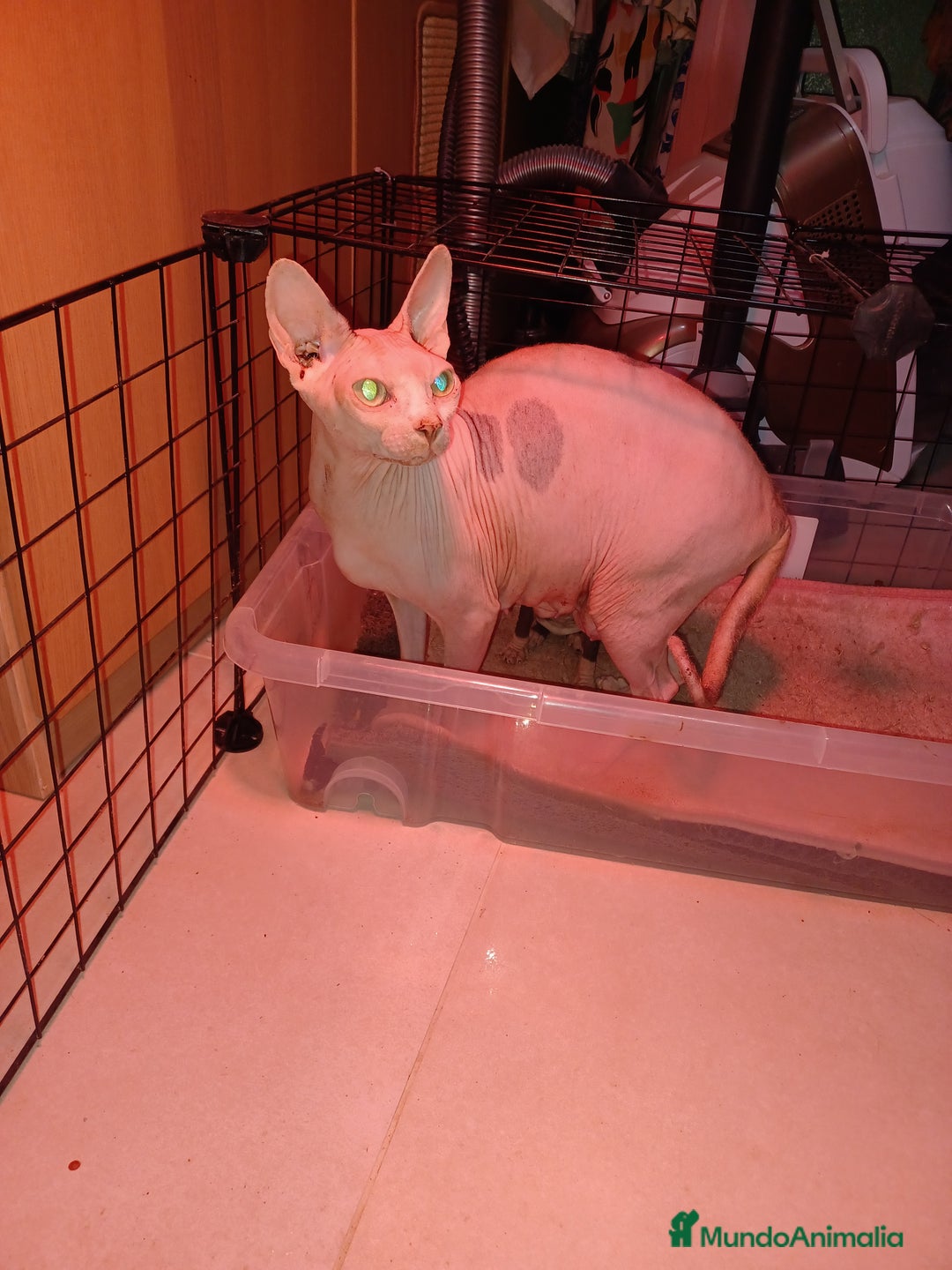 Sphynx gatos en venta: Gato esfinge  - Imagen 1
