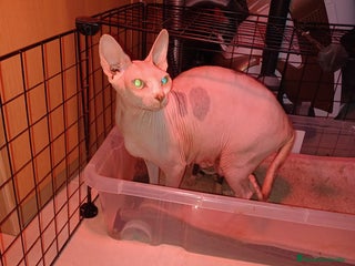 Sphynx gatos - Anuncio 1