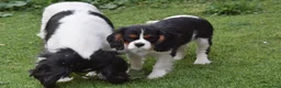 Cavalier King Charles Spaniel perros en venta: hembra tricolor calidad compañia - Anuncio 2