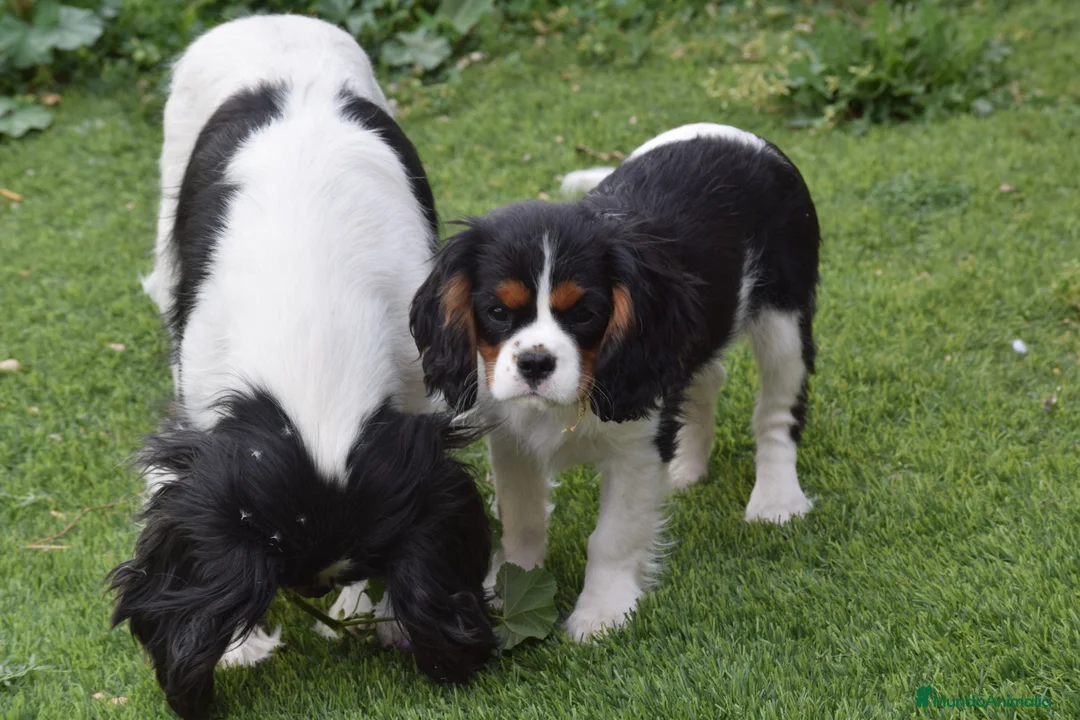 Cavalier King Charles Spaniel perros en venta: hembra tricolor calidad compañia - Anuncio 2