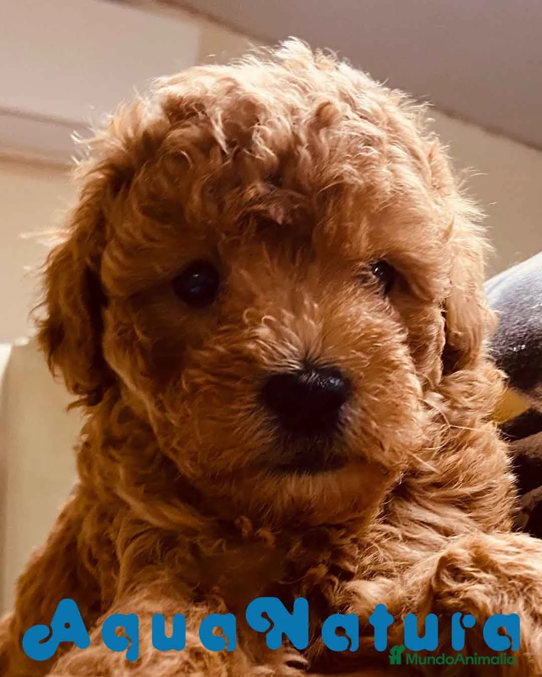 Caniche Enano perros en venta: Caniche Macho de Estela 4423 AQUANATURA en Barcelona - Anuncio 2