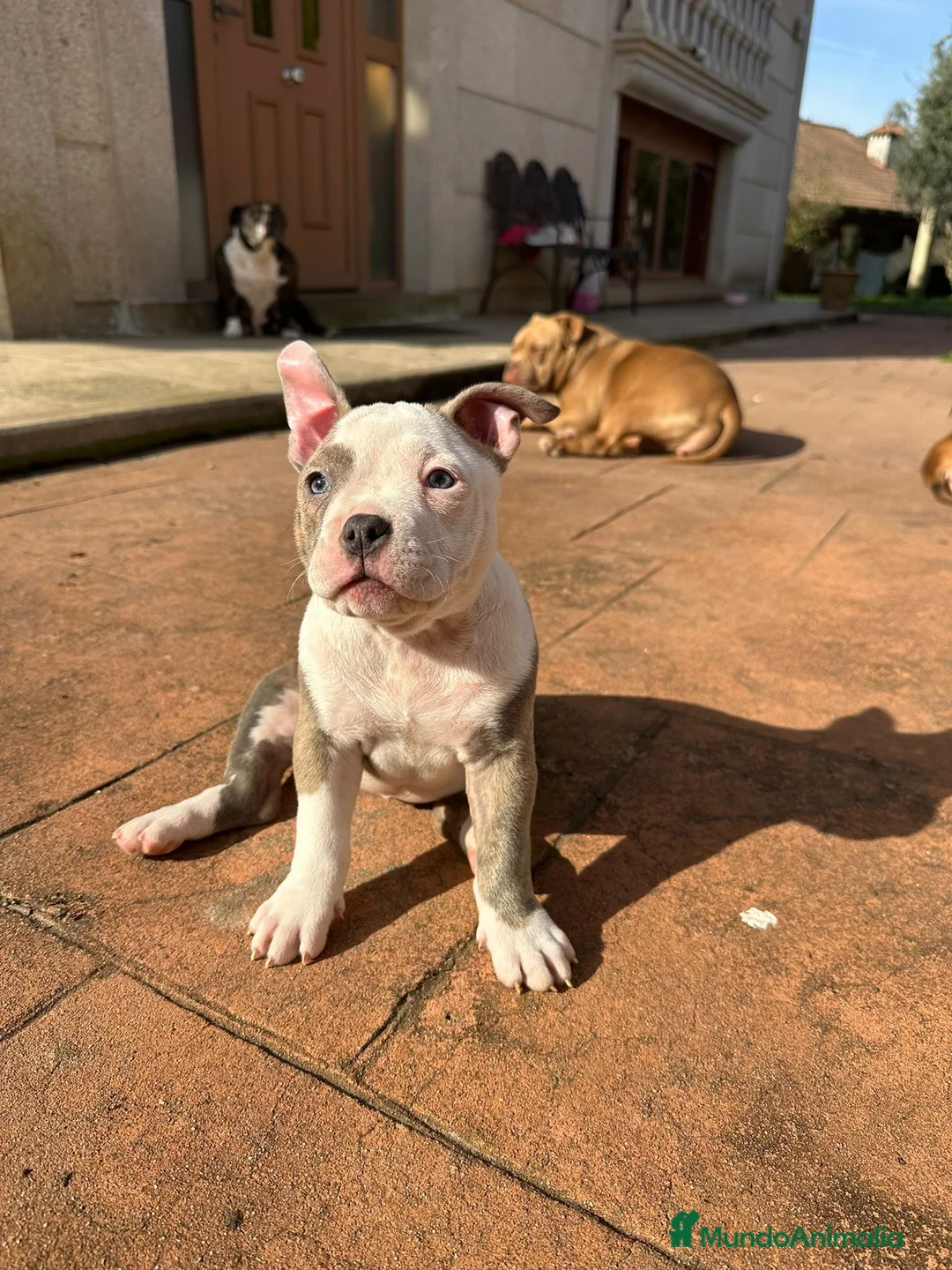 American Bully perros en venta: Cachorros American Bully - Anuncio 9