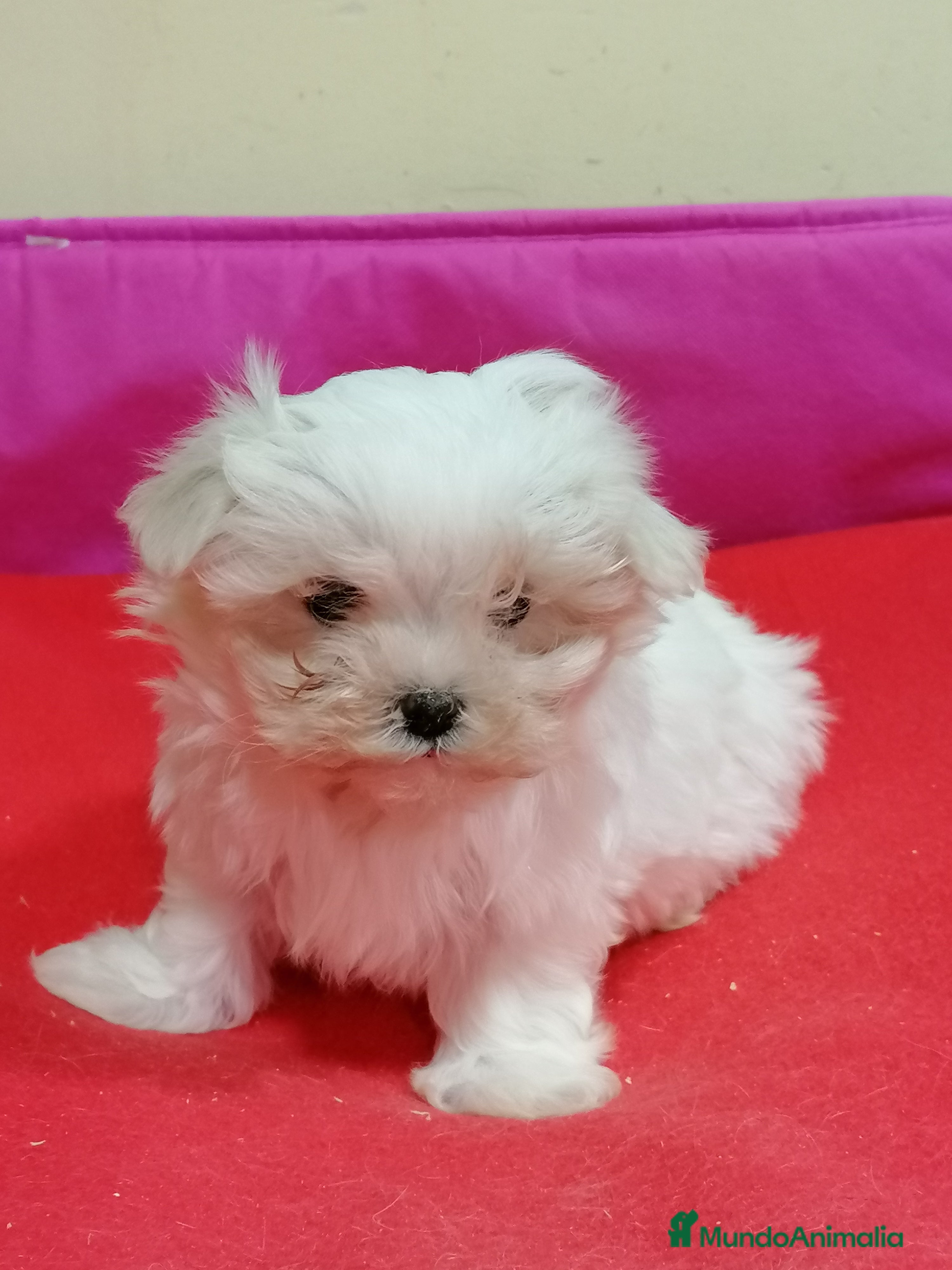 Bichón Maltés perros Bichon maltés  - Anuncio 1