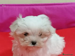 Bichón Maltés perros Bichon maltés - Anuncio 9