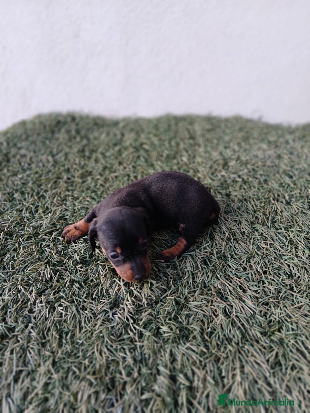 Teckel Miniatura perros en venta: camada teckel arlequín y todos los colores  - Anuncio 18