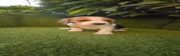 Beagle perros en venta: beagles mini tricolor  - Anuncio 16