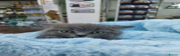 Británico de Pelo Corto gatos en venta: British shorthair  - Anuncio 4