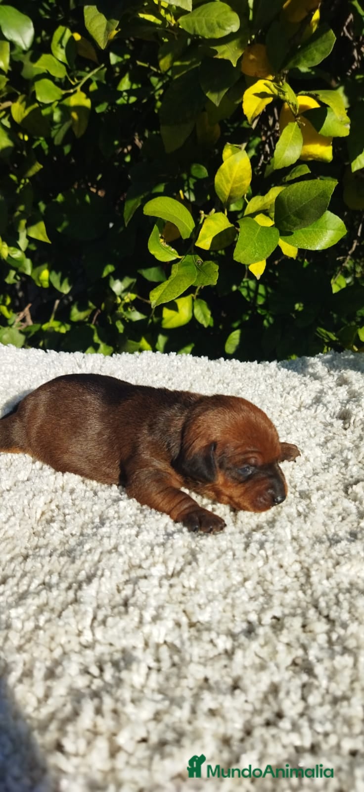 Pinscher Miniatura perros Mini pinscher negros y rojos  - Anuncio 1