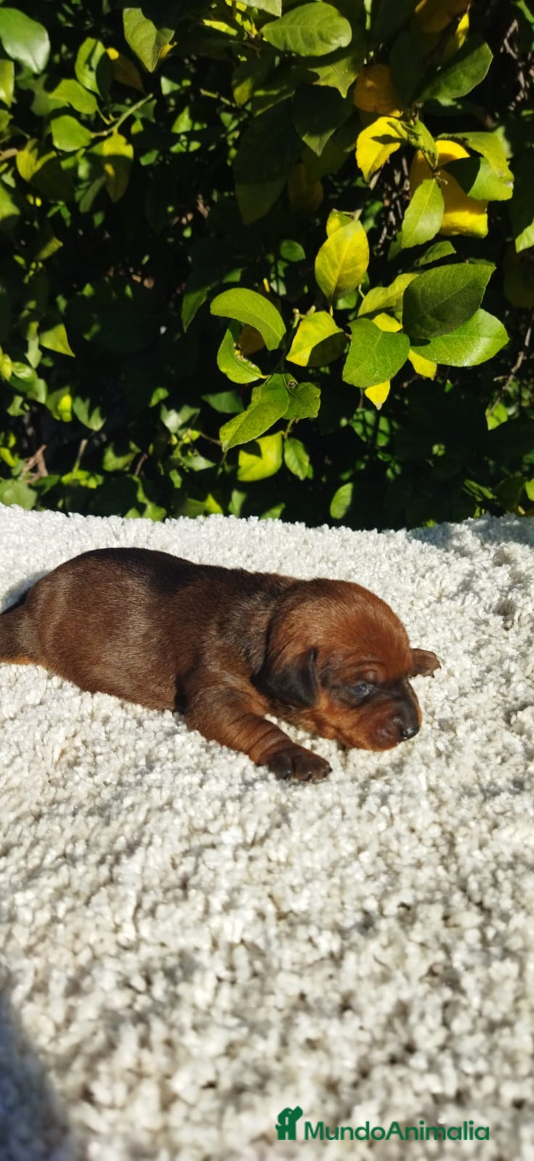 Pinscher Miniatura perros en venta: Mini pinscher negros y rojos  - Anuncio 1