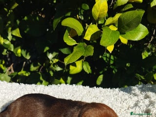 Pinscher Miniatura perros Mini pinscher negros y rojos - Anuncio 1