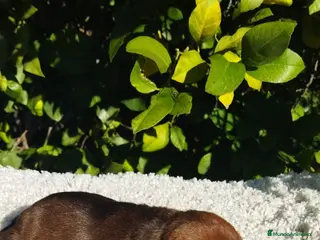 Pinscher Miniatura perros Mini pinscher negros y rojos - Anuncio 12