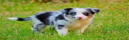 Border Collie perros en venta: camada de border collie  - Anuncio 7