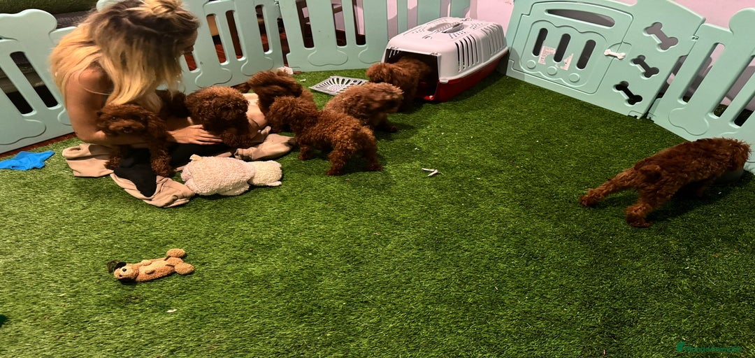 Imagen de galería {{count}}