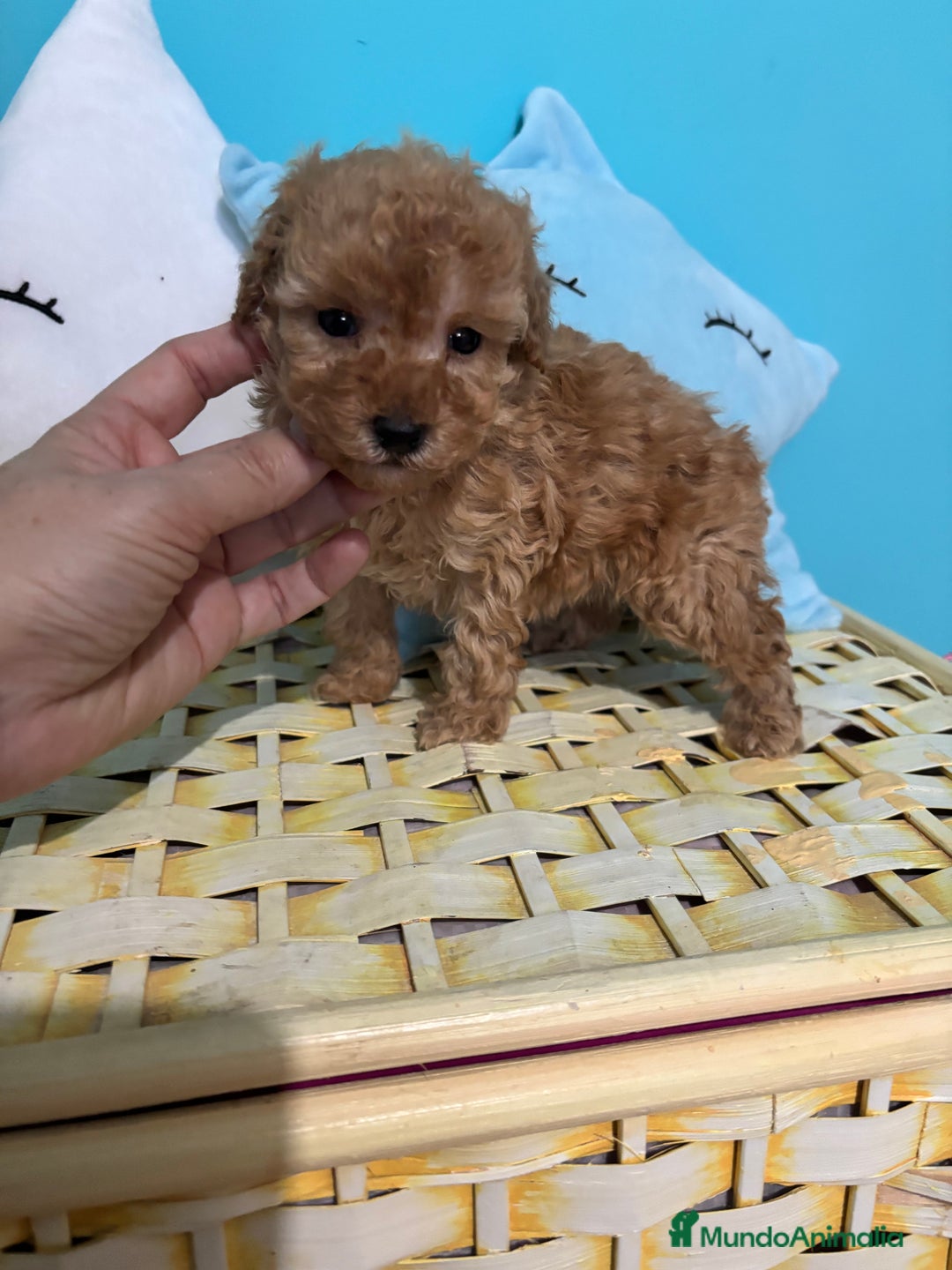 Caniche Toy perros en venta:  Caniche Toy Hembra Apricot  - Anuncio 3