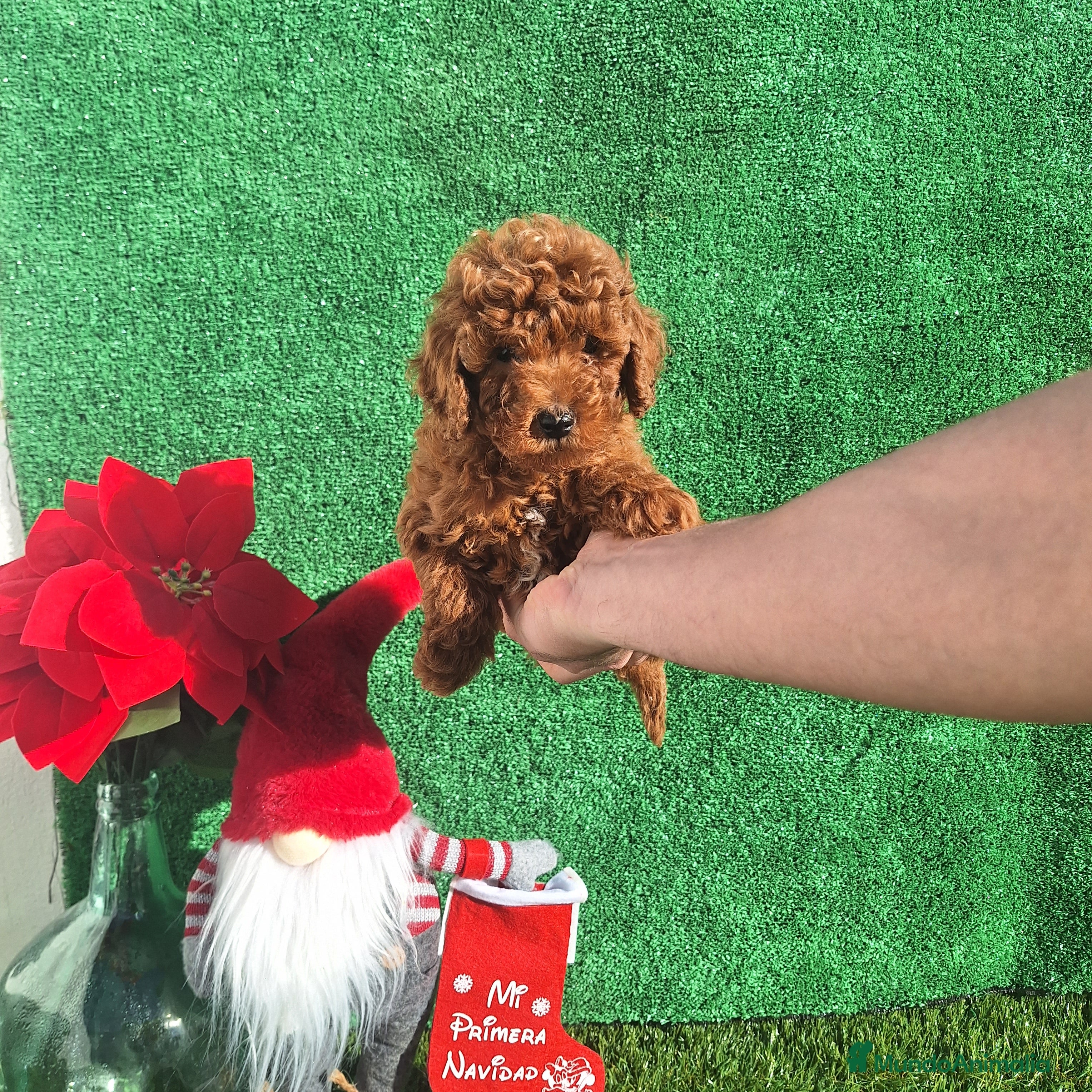 Caniche Toy perros CANICHE TOY ROJO - Anuncio 1