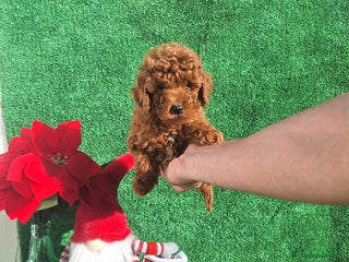 Caniche Toy perros CANICHE TOY ROJO - Anuncio 1