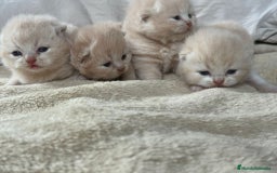 Británico de Pelo Corto gatos en venta: Cachorros British Shorthair  en Madrid - Imagen 2
