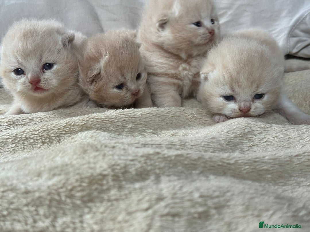 Británico de Pelo Corto gatos en venta: Cachorros British Shorthair  en Madrid - Imagen 2