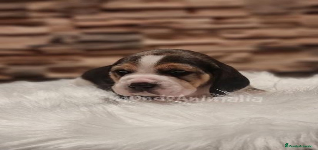 Imagen de galería {{count}}