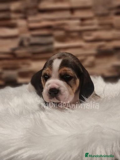 Imagen de galería {{count}}