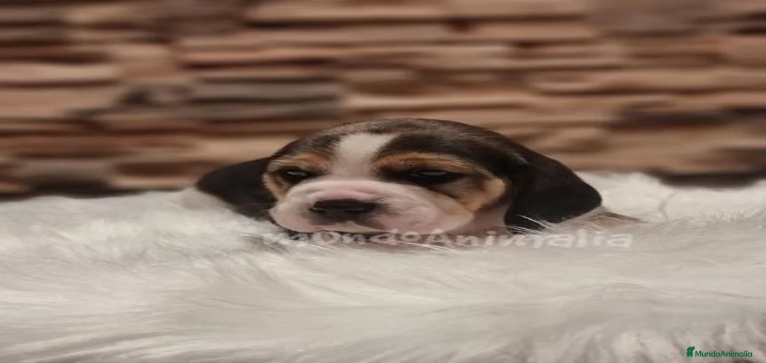 Imagen de galería {{count}}