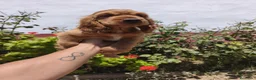 Cocker Spaniel Inglés perros en venta: Disponible cachorros de Cocker canela  - Anuncio 4