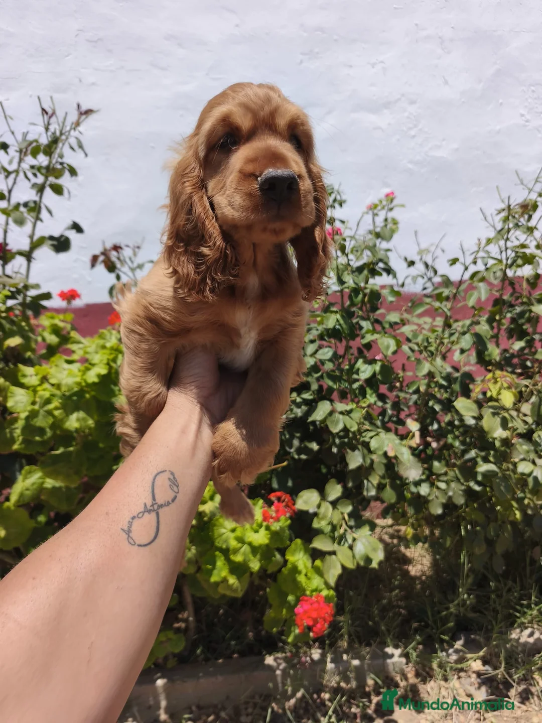 Cocker Spaniel Inglés perros en venta: Disponible cachorros de Cocker canela  - Anuncio 4