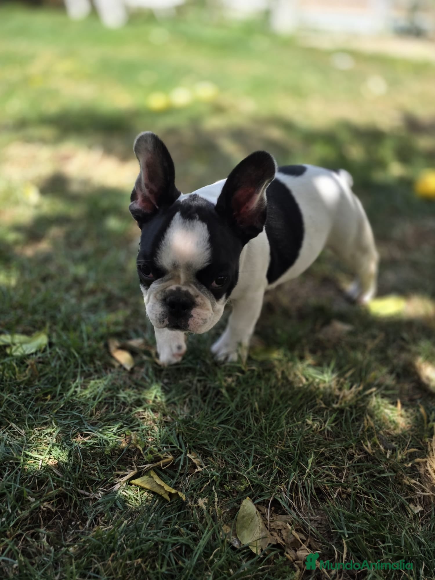 Bulldog Francés perros Bulldog frances - Anuncio 3
