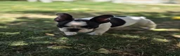 Bulldog Francés perros en venta: Bulldog frances - Anuncio 1